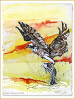 Osprey 1 by Roger Bacharach copyright 2019